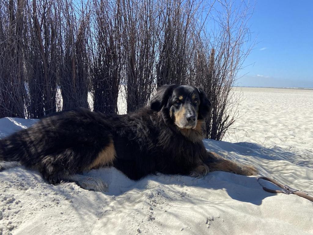 Ferien Im Wangerland Ferienwohnung Leuchtturm Minsen Schillig Hund Pool Sauna Norderaltendeich エクステリア 写真